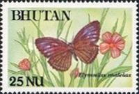 Spotted Palmfly (Elymnias malelas)