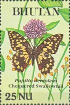 Checkered Swallowtail (Papilio demoleus)