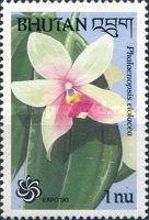 Phalaenopsis violacea
