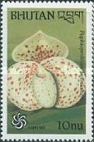 Paphiopedilum bellatulum