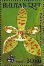 Phalaenopsis cornu-cervi