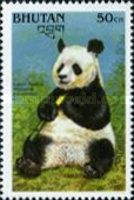 Giant Panda (Ailuropoda melanoleuca)