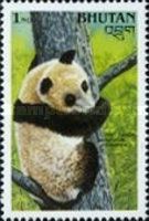 Giant Panda (Ailuropoda melanoleuca)