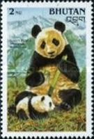 Giant Panda (Ailuropoda melanoleuca)