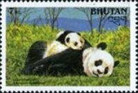 Giant Panda (Ailuropoda melanoleuca)