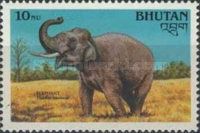 Asian Elephant (Elephas maximus)