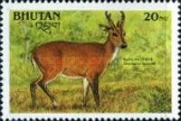 Barking Deer (Muntiacus muntjak)