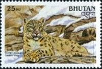 Snow Leopard (Panthera uncia)