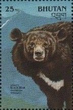 Sloth Bear (Melursus ursinus)