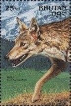 Indian Wolf (Canis lupus pallipes)