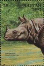 Indian Rhinoceros (Rhinoceros unicornis)