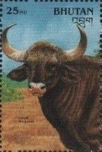 Gaur (Bos gaurus)