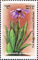 Meconopsis grandis prain