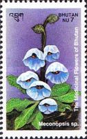 Meconopsis sp.