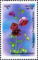 Meconopsis wallichii