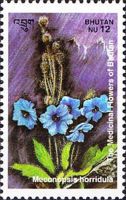 Meconopsis horridula