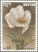 Anemone rupicola