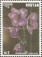 Polemonium coeruleum