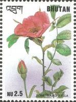 Rosa macrophylla