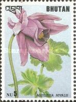 Aquilegia nivalis