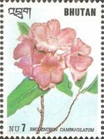 Rhododendron campanulatum