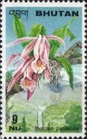 Pleione praecox