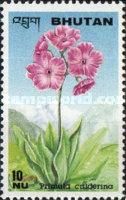 Primula calderina