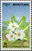 Primula whitei