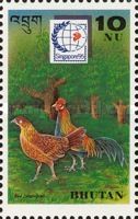 Red Junglefowl (Gallus gallus domesticus)