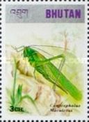Long-winged Conehead Cricket (Conocephalus maculatus)