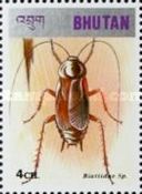Oriental Cockroach (Blatta orientalis)