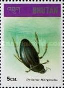 Great Diving Beetle (Dytiscus marginalis)