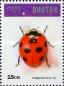 Ladybird (Hippodamia sp.)