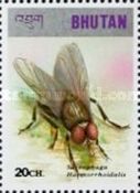 Red-tailed Flesh Fly (Sarcophaga haemorrhoidalis)