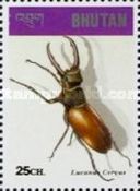 Stag Beetle (Lucanus cervus)