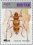 Hawaii Longhorn Beetle (Plagithmysus pennatus)