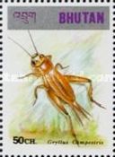 Field Cricket (Gryllus campestris)