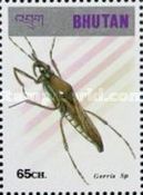 Pond Skater (Gerris gerris)