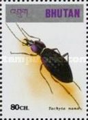 Ground Beetle (Tachyta nana)