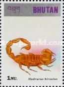 Giant Hairy Scorpion (Hadrurus hirsutus)