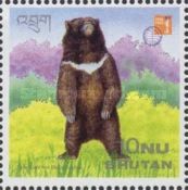 Asian Black Bear (Selenarctos tibetanus)