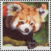 Red Panda (Ailurus fulgens)