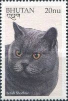 British Shorthair (Felis silvestris catus)