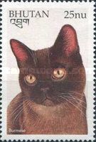 Burmese (Felis silvestris catus)