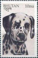 Dalmatian (Canis lupus familiaris)