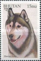 Siberian Husky (Canis lupus familiaris)