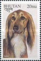 Saluki (Canis lupus familiaris)