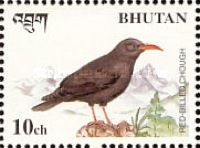 Red-billed Chough (Pyrrhocorax pyrrhocorax)