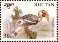 Great Hornbill (Buceros bicornis)