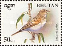 Horsfield's Bush Lark (Mirafra javanica)